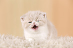 ghnendes Exotic Shorthair Ktzchen