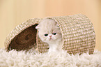 Exotic Shorthair Ktzchen