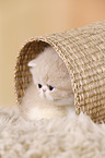 Exotic Shorthair Ktzchen