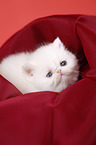 Exotic Shorthair Ktzchen