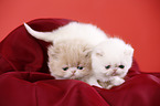 Exotic Shorthair und Perser Ktzchen