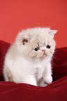 Exotic Shorthair Ktzchen