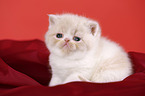 Exotic Shorthair Ktzchen