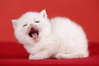 ghnendes Exotic Shorthair Ktzchen