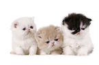 Exotic Shorthair und Perser Ktzchen