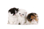 Exotic Shorthair und Perser Ktzchen