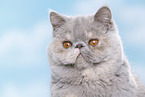 Exotic Shorthair