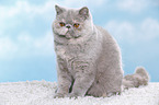 Exotic Shorthair