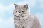 Exotic Shorthair