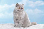 Exotic Shorthair