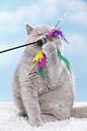 Exotic Shorthair