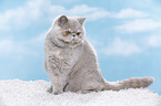 Exotic Shorthair