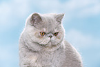 Exotic Shorthair