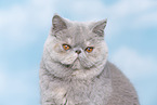 Exotic Shorthair