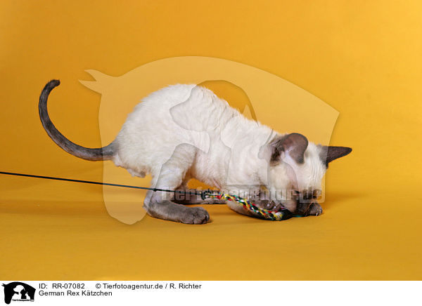 German Rex Ktzchen / German Rex Kitten / RR-07082