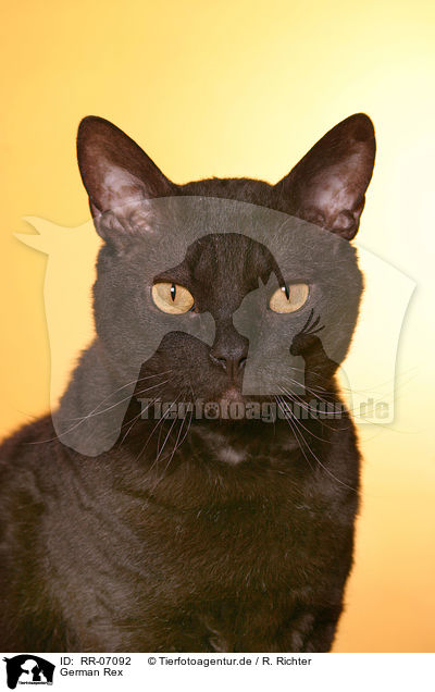 German Rex / RR-07092