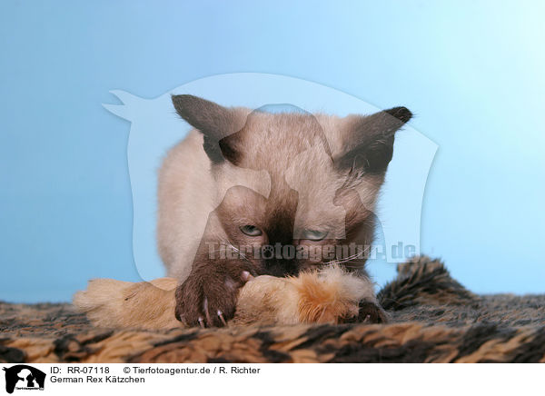 German Rex Ktzchen / German Rex Kitten / RR-07118