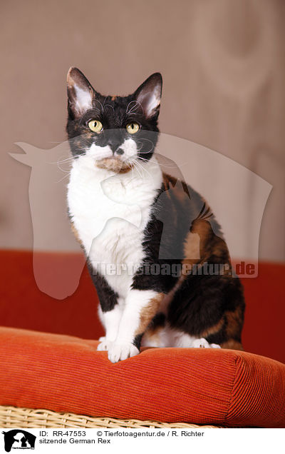 sitzende German Rex / RR-47553