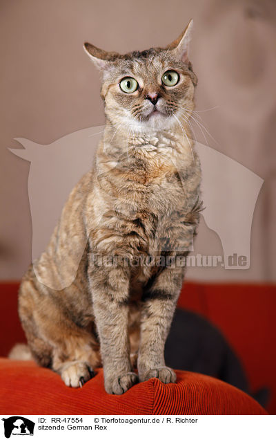 sitzende German Rex / RR-47554