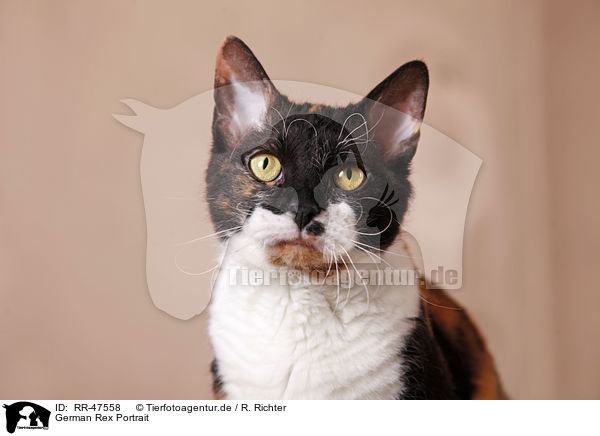 German Rex Portrait / RR-47558