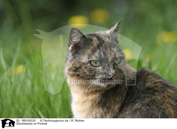 Glckskatze im Portrait / cat head / RR-00030