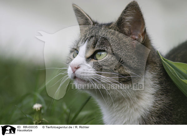 Hauskatze / Cat Portrait / RR-00035
