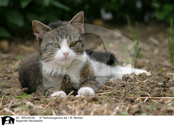 liegende Hauskatze / RR-00036