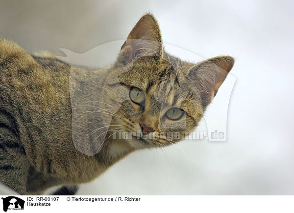 Hauskatze / domestic cat / RR-00107