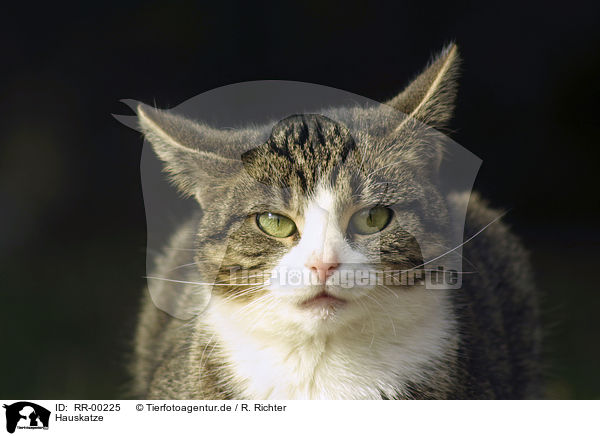 Hauskatze / domestic cat / RR-00225
