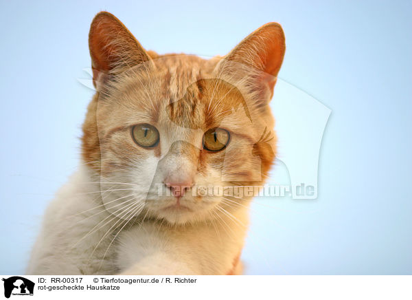 rot-gescheckte Hauskatze / domestic cat Portrait / RR-00317