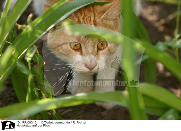 Hauskatze auf der Pirsch / domestic cat / RR-00319