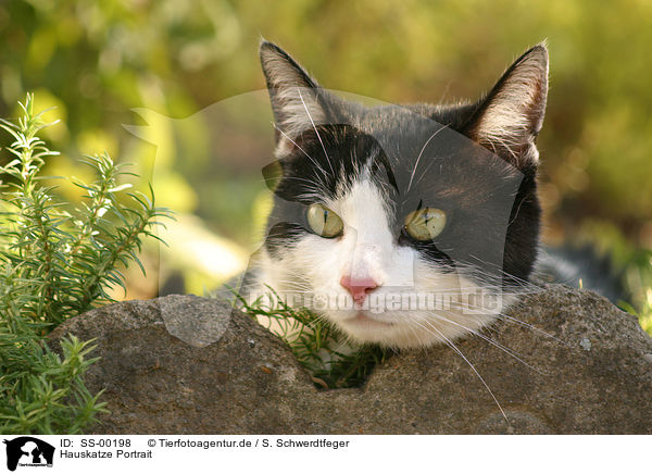 Hauskatze Portrait / domestic cat portrait / SS-00198