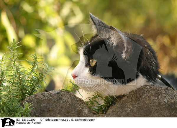 Hauskatze Portrait / domestic cat portrait / SS-00200