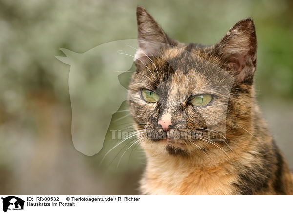 Hauskatze im Portrait / colored cat portrait / RR-00532