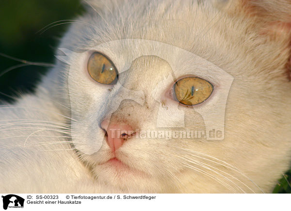 Gesicht einer Hauskatze / face of a domestic cat / SS-00323