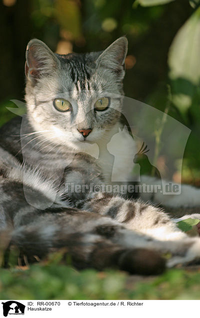 Hauskatze / domestic cat / RR-00670