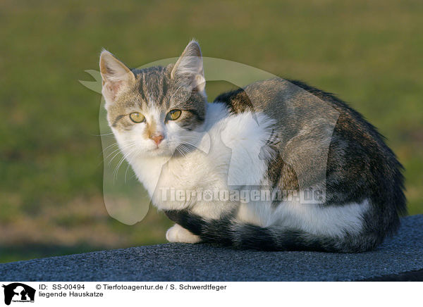 liegende Hauskatze / lying domestic cat / SS-00494