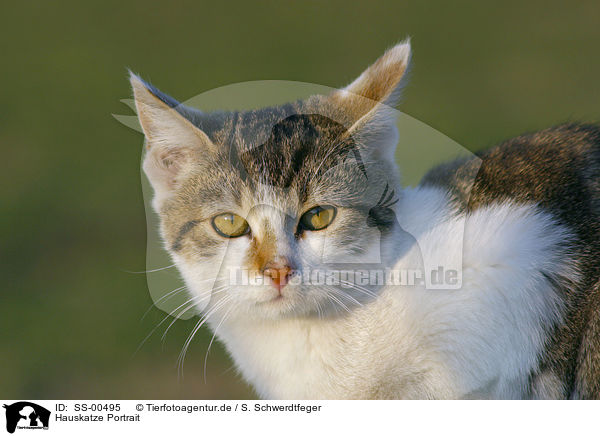 Hauskatze Portrait / domestic cat portrait / SS-00495