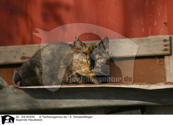liegende Hauskatze / lying domestic cat / SS-00595