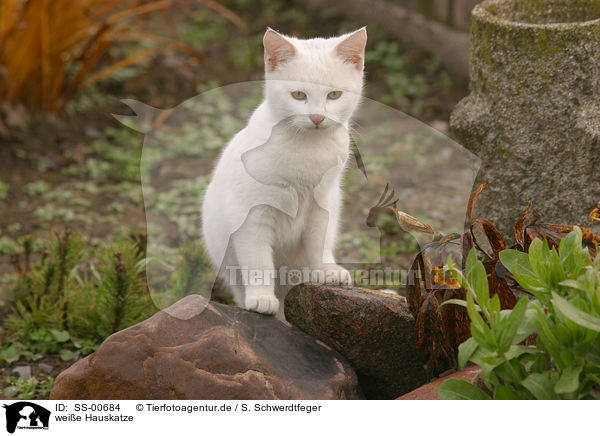 weie Hauskatze / white domestic cat / SS-00684