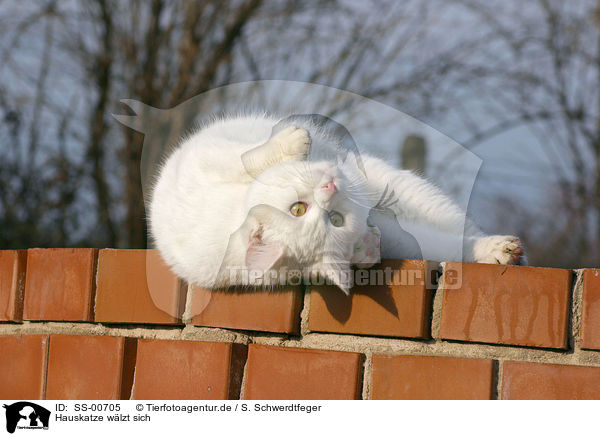 Hauskatze wlzt sich / rolling domestic cat / SS-00705