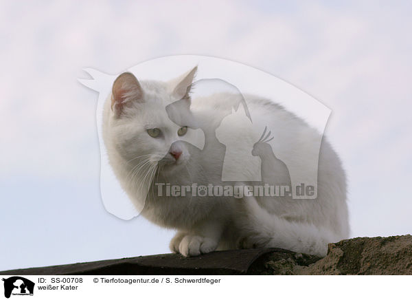 weier Kater / white tomcat / SS-00708
