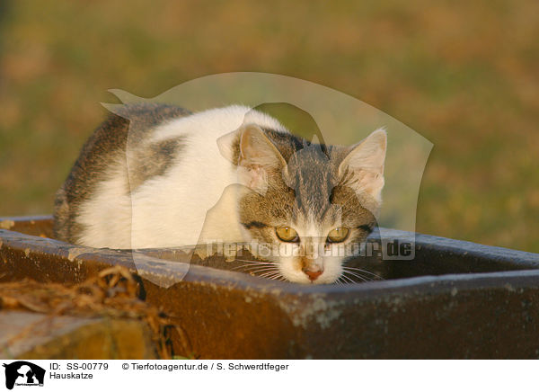 Hauskatze / domestic cat / SS-00779
