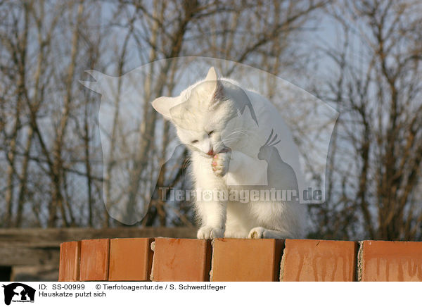 Hauskatze putzt sich / domestic cat is cleaning herself / SS-00999