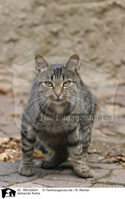 stehende Katze / standing cat / RR-02804