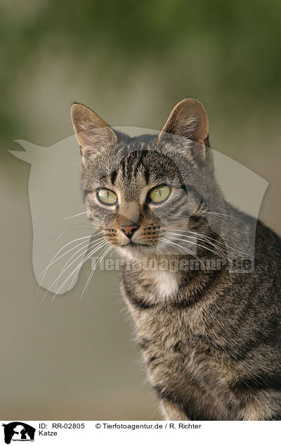 Katze / Cat Portrait / RR-02805