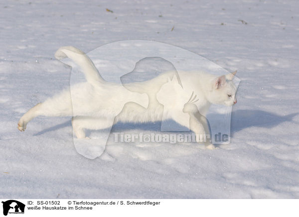 weie Hauskatze im Schnee / white domestic cat in the snow / SS-01502