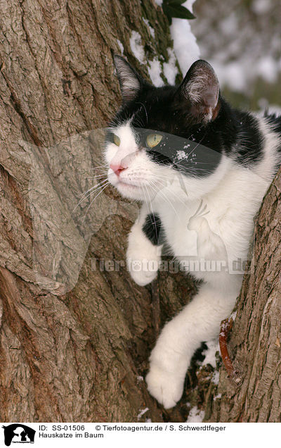 Hauskatze im Baum / domestic cat in tree / SS-01506