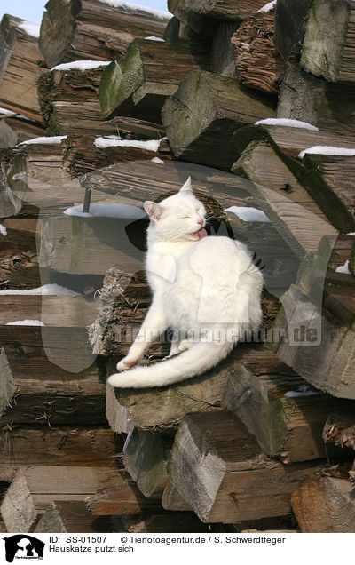 Hauskatze putzt sich / domestic cat is cleaning itself / SS-01507