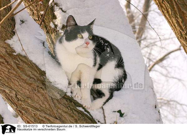 Hauskatze im verschneiten Baum / domestic cat in tree / SS-01513